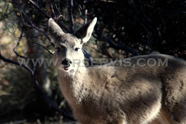 Coues Deer Fawn.jpg